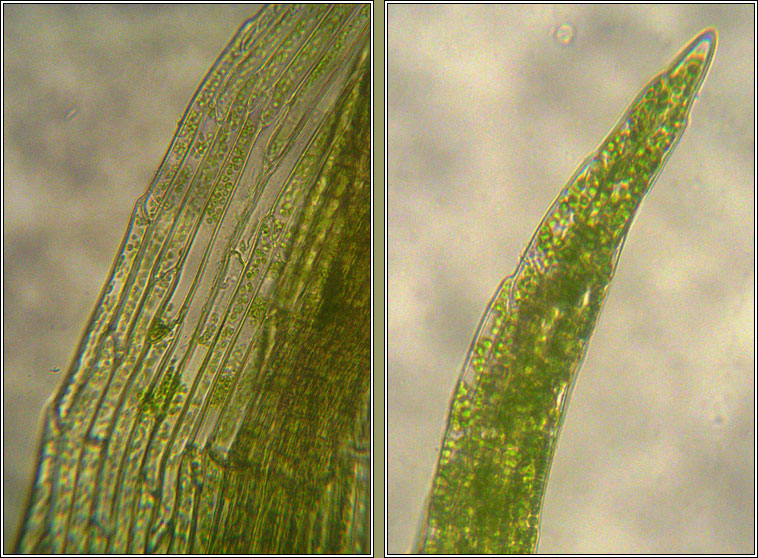 Orthodontium lineare, Cape Thread-moss