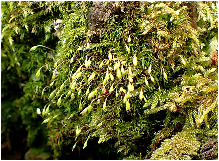 Orthodontium lineare, Cape Thread-moss