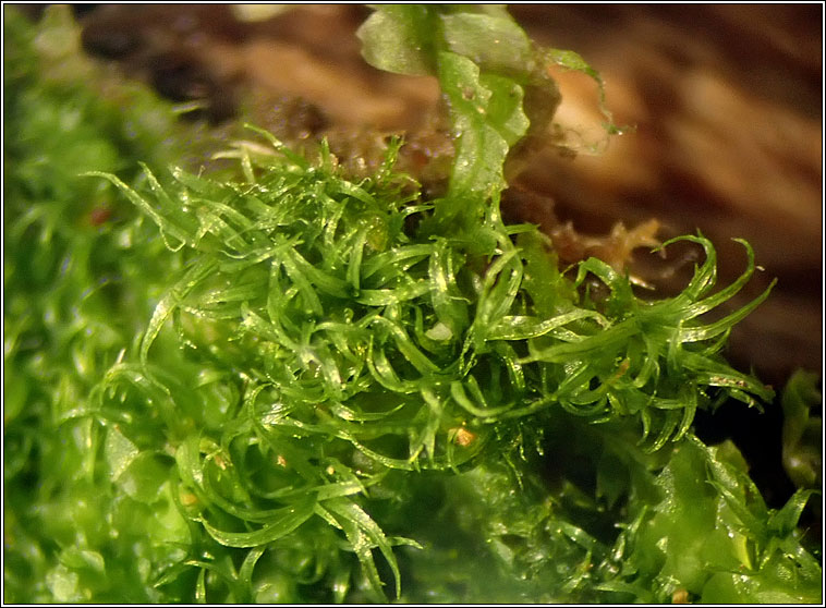 Orthodontium lineare, Cape Thread-moss