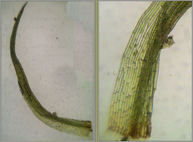 Orthodontium lineare, Cape Thread-moss