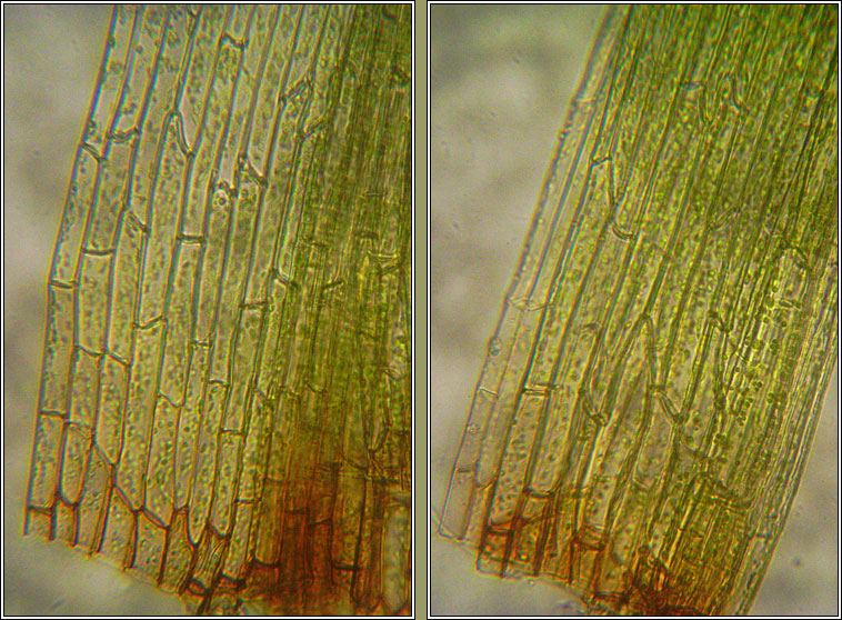 Orthodontium lineare, Cape Thread-moss