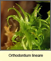 Orthodontium lineare, Cape Thread-moss