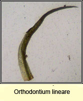 Orthodontium lineare, Cape Thread-moss