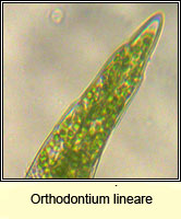 Orthodontium lineare, Cape Thread-moss