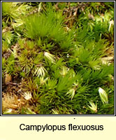 Campylopus flexuosus, Rusty Swan-neck Moss