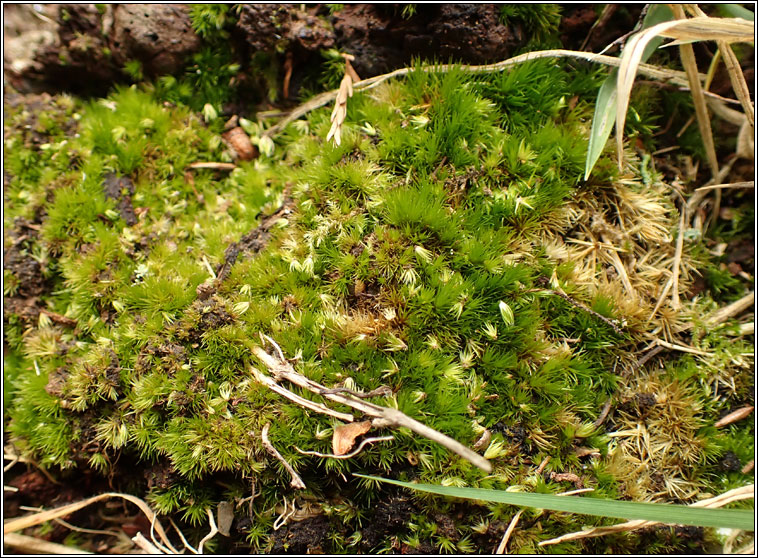 Campylopus flexuosus, Rusty Swan-neck Moss