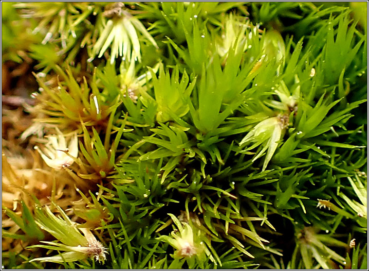 Campylopus flexuosus, Rusty Swan-neck Moss