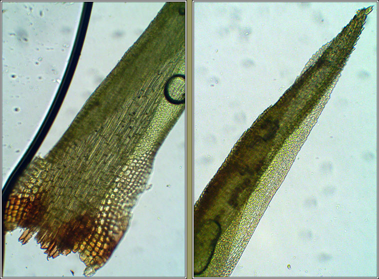 Campylopus flexuosus, Rusty Swan-neck Moss