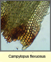 Campylopus flexuosus, Rusty Swan-neck Moss