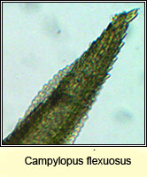 Campylopus flexuosus, Rusty Swan-neck Moss