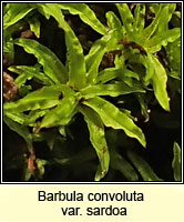 Barbula convoluta var sardoa