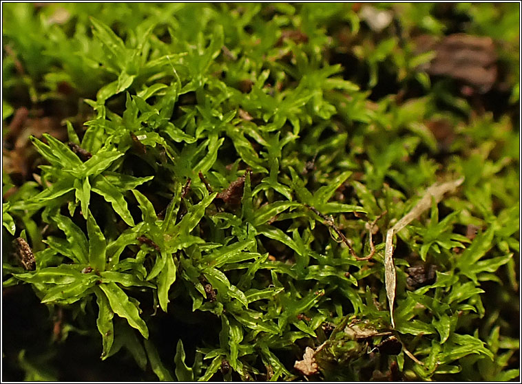 Barbula convoluta var sardoa