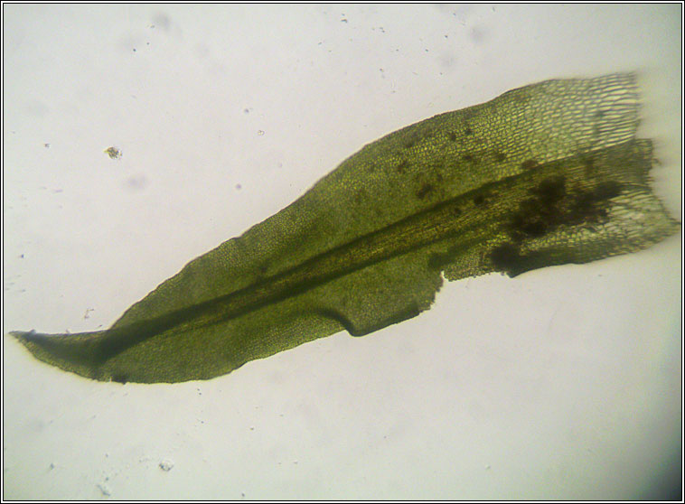 Barbula convoluta var sardoa