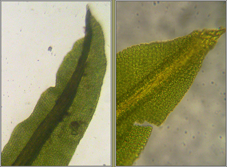 Barbula convoluta var sardoa