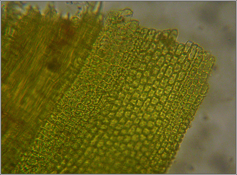 Barbula convoluta var sardoa