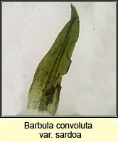 Barbula convoluta var sardoa