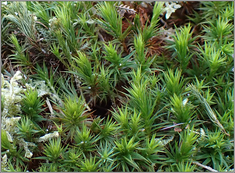 Polytrichum formosum