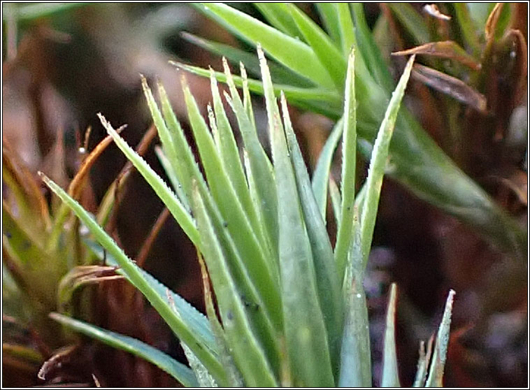 Polytrichum formosum