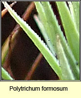 Polytrichum formosum