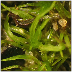 Didymodon sinuosus, Wavy Beard-moss