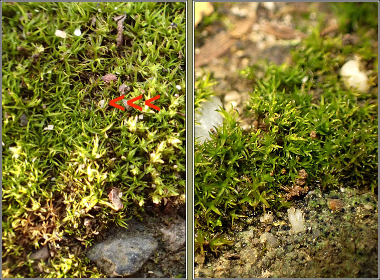 Didymodon sinuosus, Wavy Beard-moss