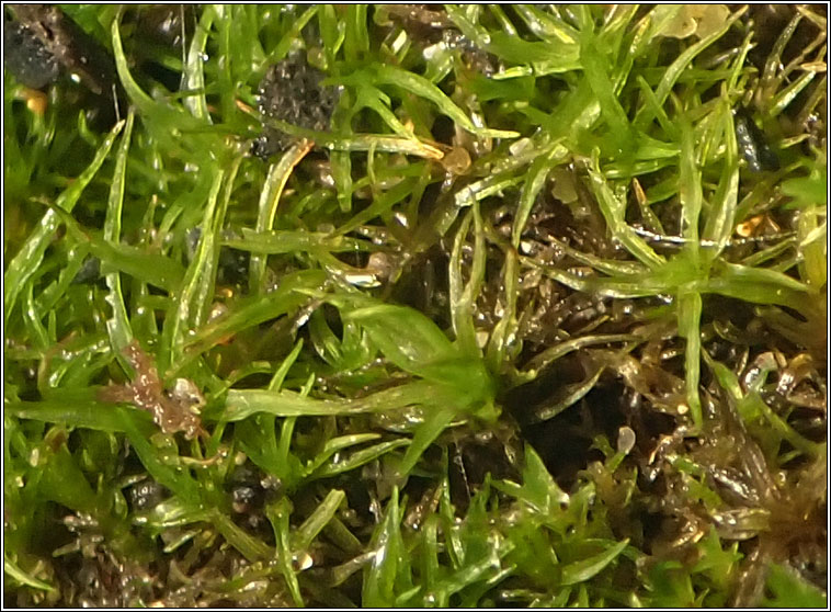 Didymodon sinuosus, Wavy Beard-moss