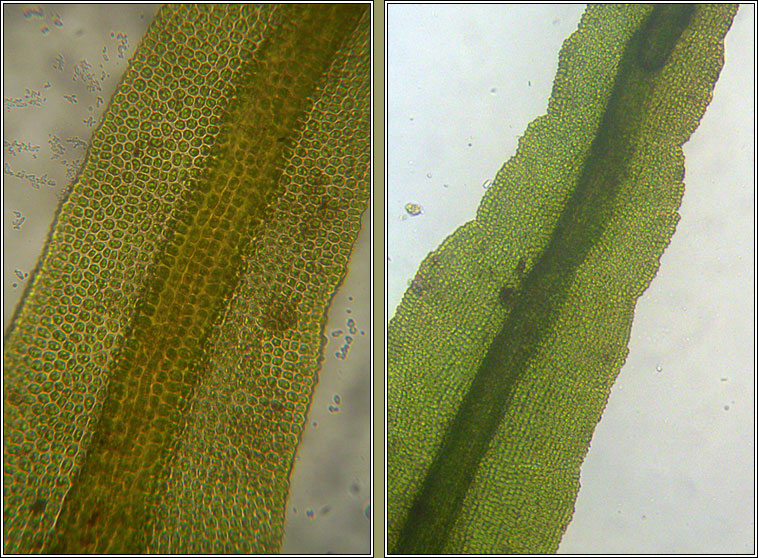 Didymodon sinuosus, Wavy Beard-moss