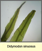 Didymodon sinuosus, Wavy Beard-moss