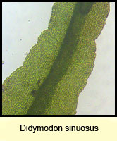 Didymodon sinuosus, Wavy Beard-moss