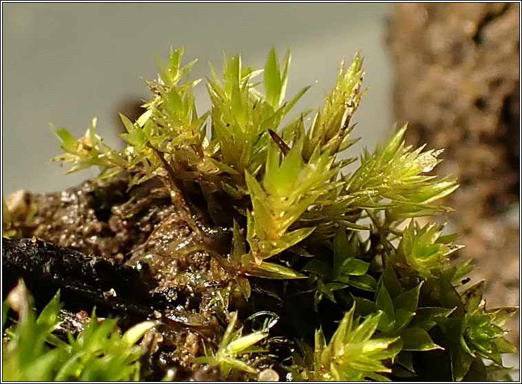 Bryum subapiculatum, Lesser Potato Bryum