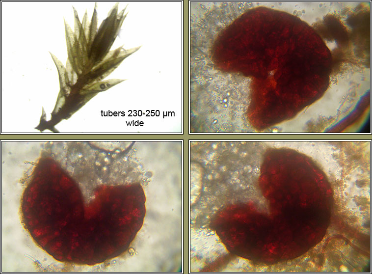 Bryum subapiculatum, Lesser Potato Bryum