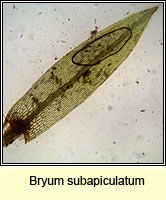 Bryum subapiculatum, Lesser Potato Bryum