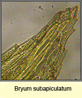 Bryum subapiculatum, Lesser Potato Bryum