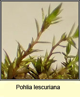 Pohlia lescuriana