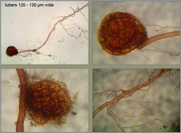 Pohlia lescuriana, tubers