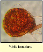 Pohlia lescuriana