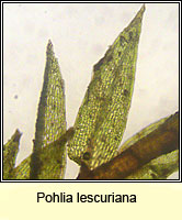 Pohlia lescuriana