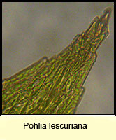 Pohlia lescuriana