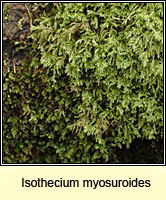 Isothecium myosuroides, Slender Mouse-tail Moss