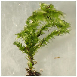 Isothecium myosuroides, Slender Mouse-tail Moss