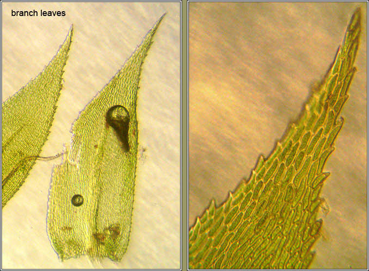 Isothecium myosuroides, Slender Mouse-tail Moss