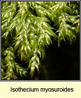 Isothecium myosuroides, Slender Mouse-tail Moss