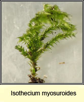 Isothecium myosuroides, Slender Mouse-tail Moss