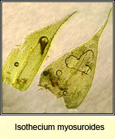 Isothecium myosuroides, Slender Mouse-tail Moss