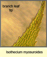 Isothecium myosuroides, Slender Mouse-tail Moss