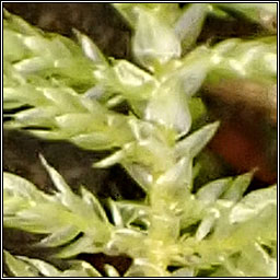 Cirriphyllum piliferum, Hair pointed Feather-moss