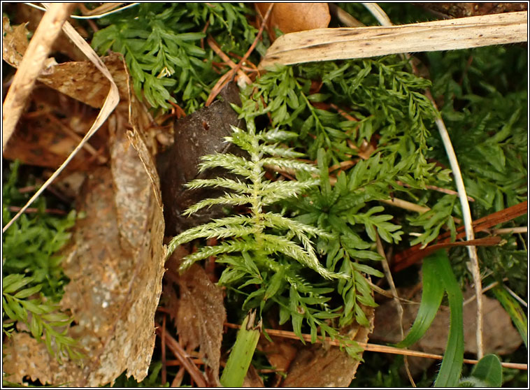 Cirriphyllum piliferum, Hair pointed Feather-moss