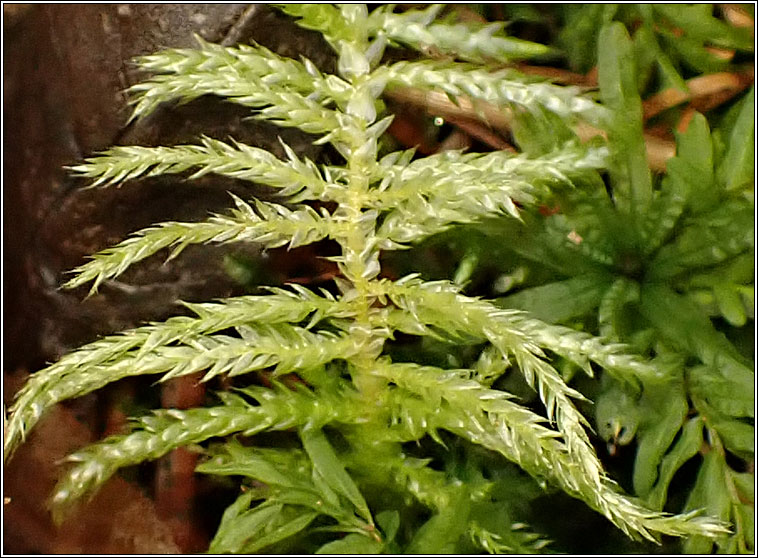 Cirriphyllum piliferum, Hair pointed Feather-moss