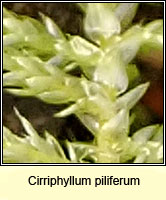 Cirriphyllum piliferum, Hair pointed Feather-moss