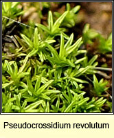 Pseudocrossidium revolutum, Revolute Beard-moss